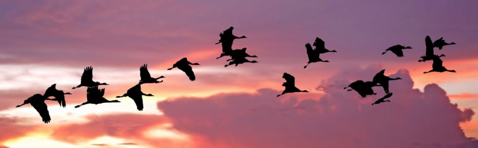 silhouette of migrating birds at sunset